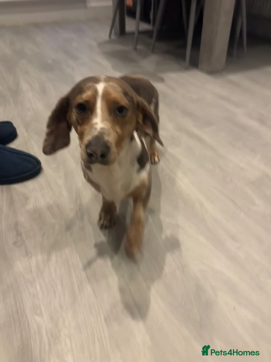 Dachshund dogs for sale: Dachshund  in Choppington - Advert 2