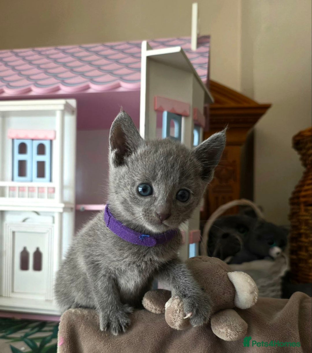Russian Blue cats for sale: RB kittens Pedigree London  - Image 29