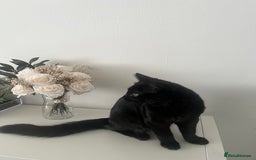 Domestic Shorthair cats for sale: FREE! Gorgeous Blackish Brown kitten - Image 4