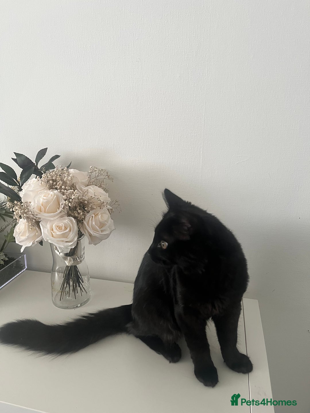 Domestic Shorthair cats for sale: FREE! Gorgeous Blackish Brown kitten - Image 4