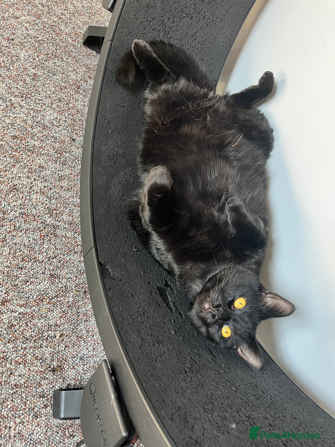 Mixed Breed cats for sale: 2 black cats mother and son - Advert 7