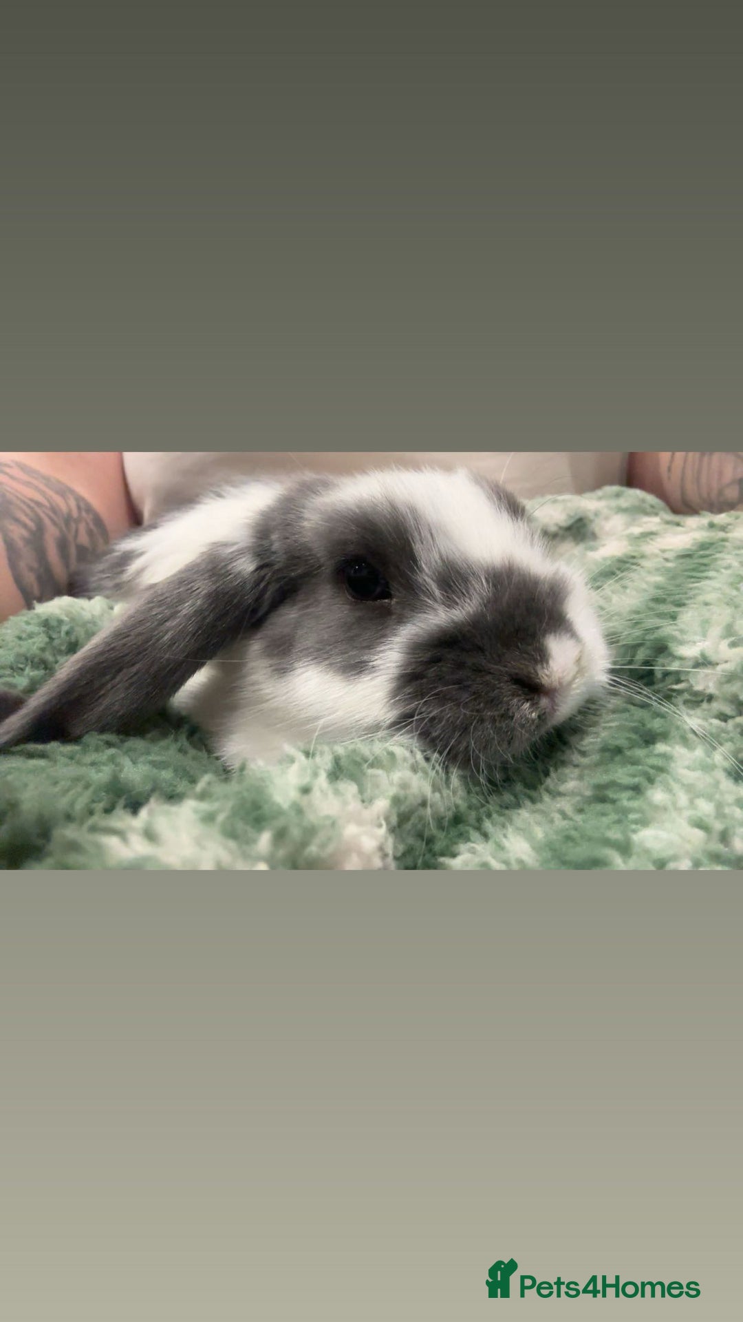 Mini Lop rabbits for sale: Mini lop brothers for sale  - Advert 6