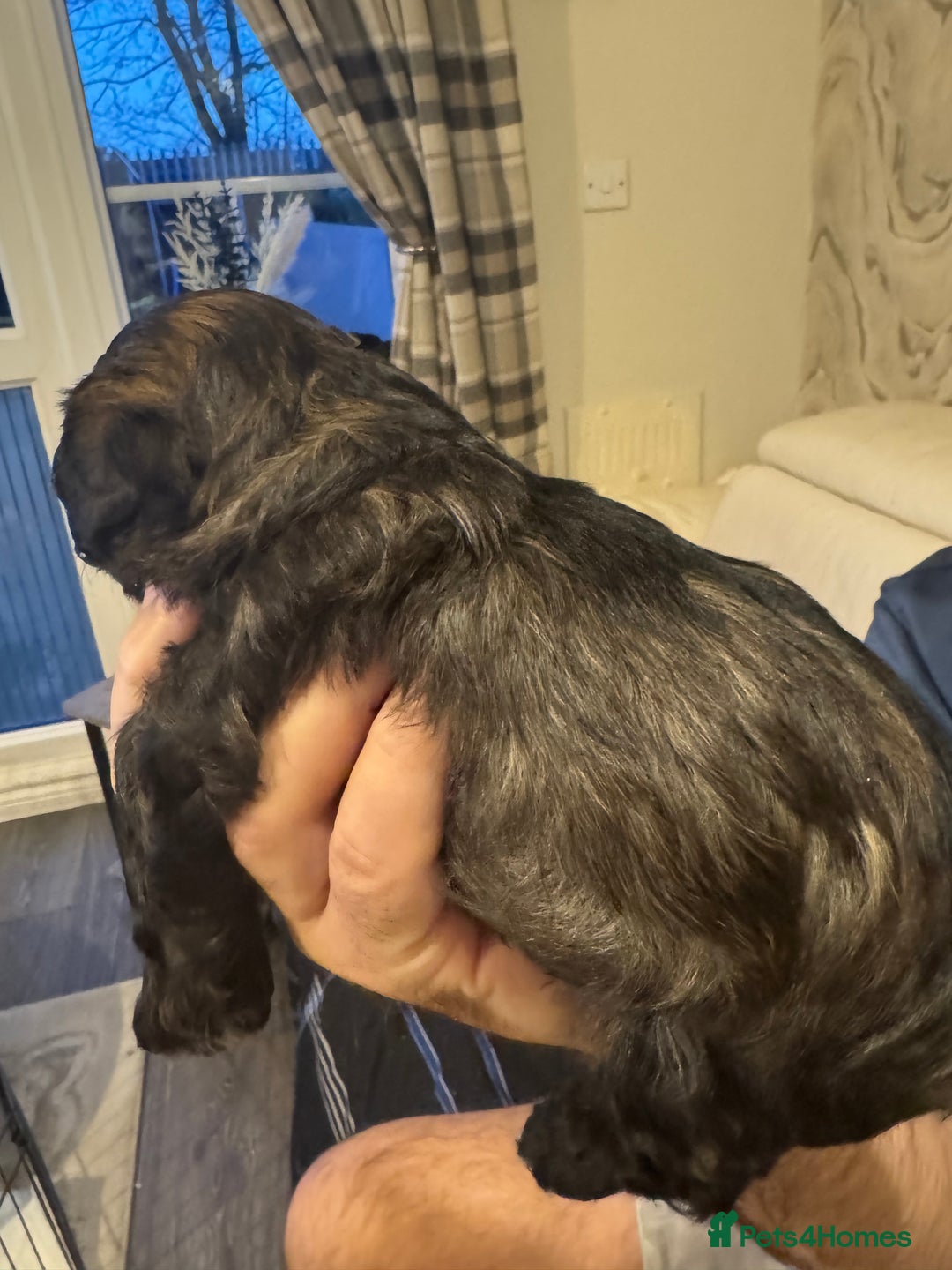 Yorkiepoo dogs for sale: Yorker puppys - Advert 4