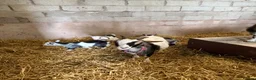 Goats livestock for sale: 2 beautiful Pygmy Nannies with kids at foot ❤️ in Gretna - Advert 2