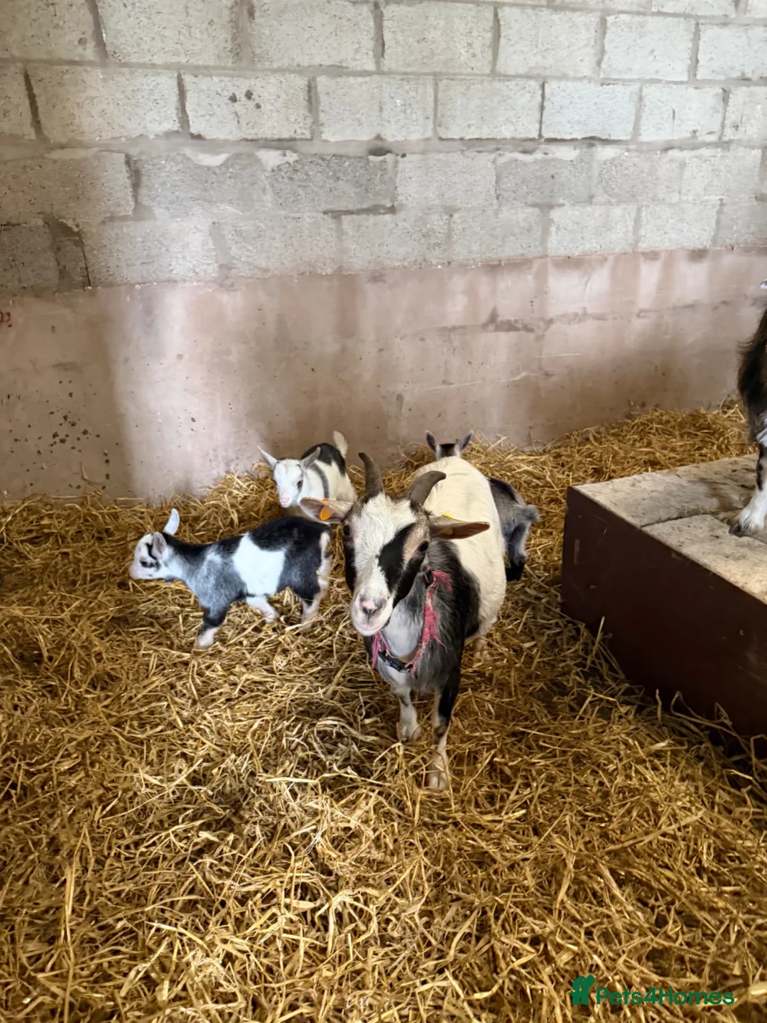 Goats livestock for sale: 2 beautiful Pygmy Nannies with kids at foot ❤️ in Gretna - Advert 2