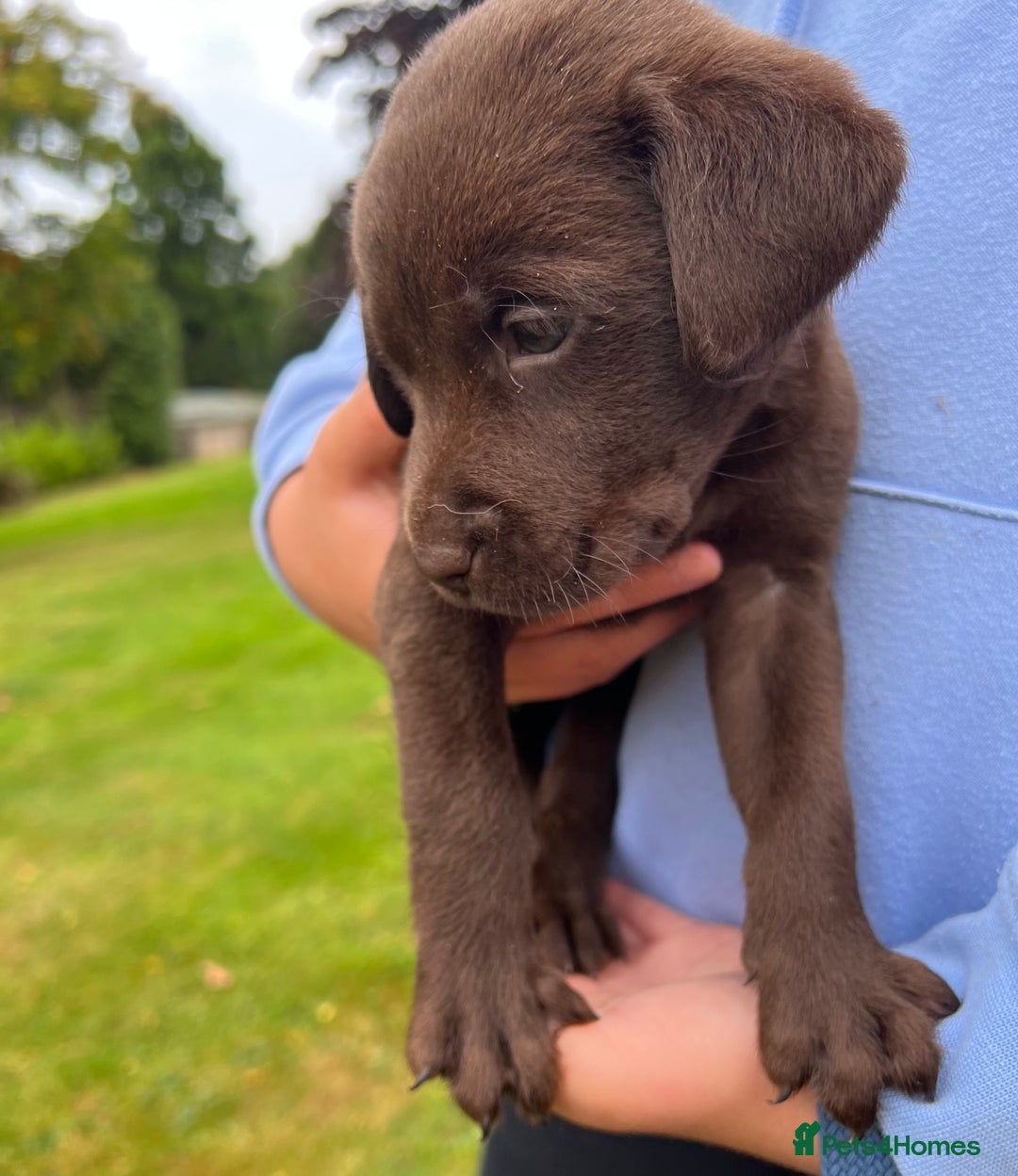 Labrador Retriever dogs for sale: STRONG CHUNKY KC CHOCOLATE PUPS HEALTH TESTED  - Image 7