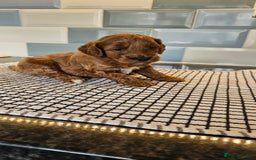 Cockapoo dogs for sale: Beautiful PRA F1B puppies - Image 27