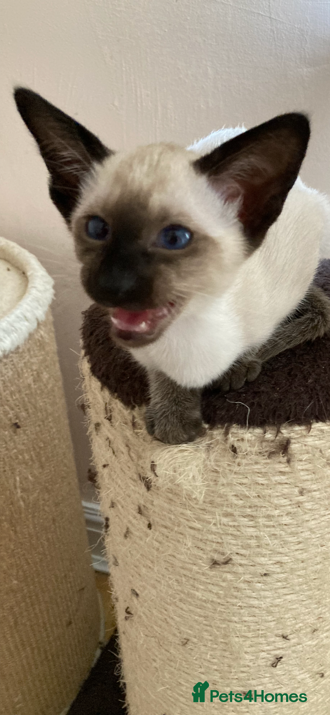 Siamese cats for sale: Two beautiful seal point brothers ❤️ - Advert 7