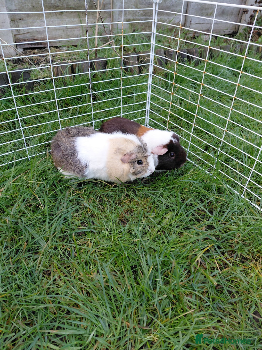 Guinea Pig rodents for sale: 2 Female Gineau Pigs For Sale - Advert 2