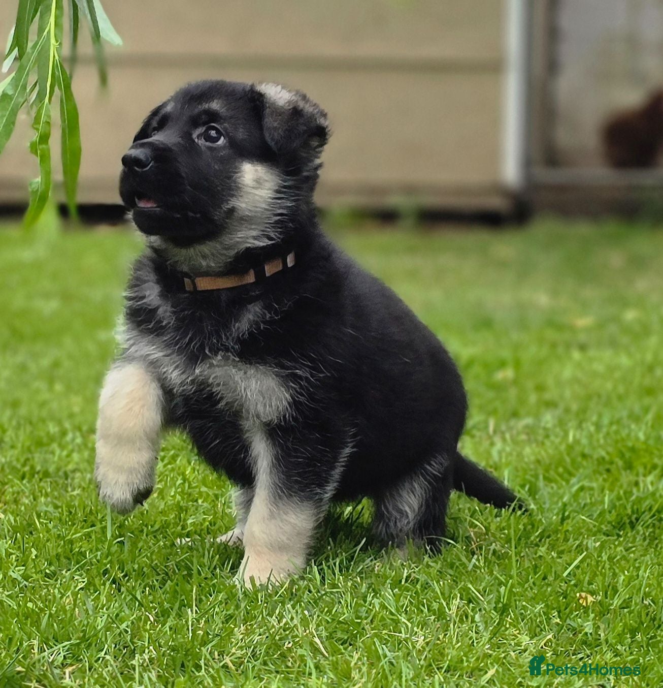 German Shepherd dogs ⭐ Rare East European Shepherd Puppies UK - Advert 2