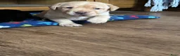 Labrador Retriever dogs for sale: Labrador puppies for sale - Advert 25
