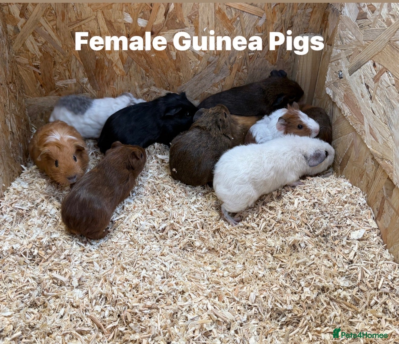 Guinea Pig rodents Guinea pigs in a range of colours  - Advert 1