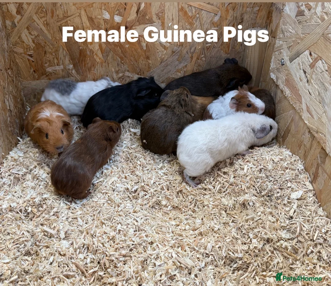 Guinea Pig rodents for sale: Guinea pigs in a range of colours  - Advert 1