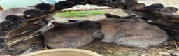 Mini Lop rabbits for sale: 🩷🩵 Lilac Tort and harlequin mini lops 🩵🩷 - Advert 8