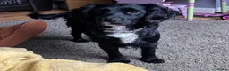 Sprocker dogs for sale: Heidi  - Advert 3