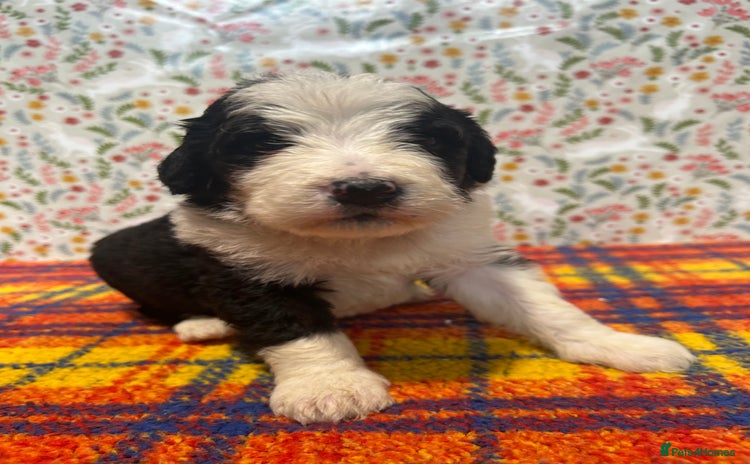 Bernedoodle dogs - Advert 4