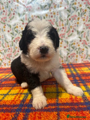 Bernedoodle dogs - Advert 1