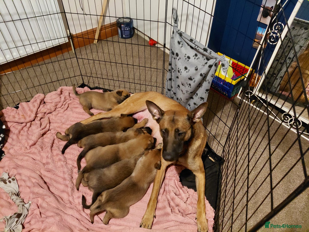 Belgian Shepherd Dog dogs for sale: 3 beautiful belgain mali  - Image 5