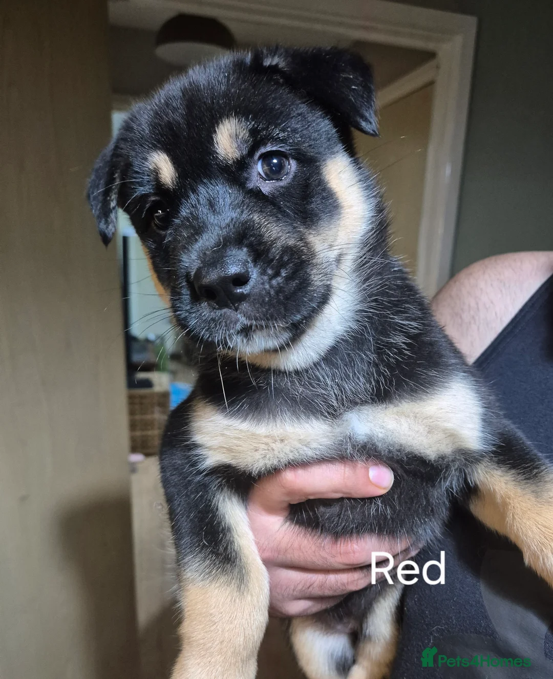 Mixed Breed dogs for sale: READY NOW! Stunning litter of puppies!! - Advert 33