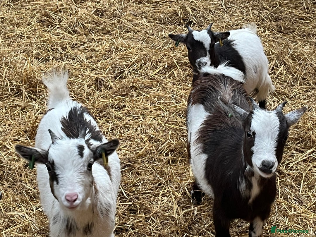 Goats livestock for sale: 3 Pygmy Nannie goats for sale  - Image 3