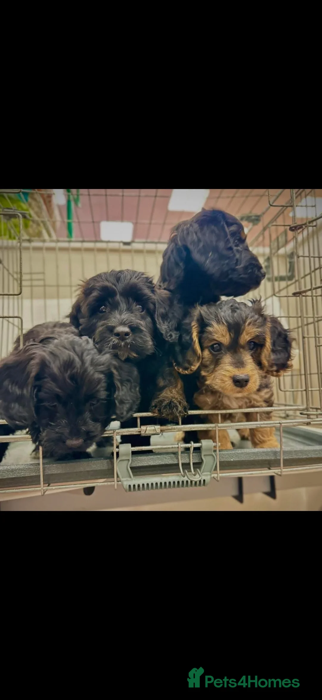 Cockapoo dogs for sale: Cockapoos in Barnstaple - Advert 2