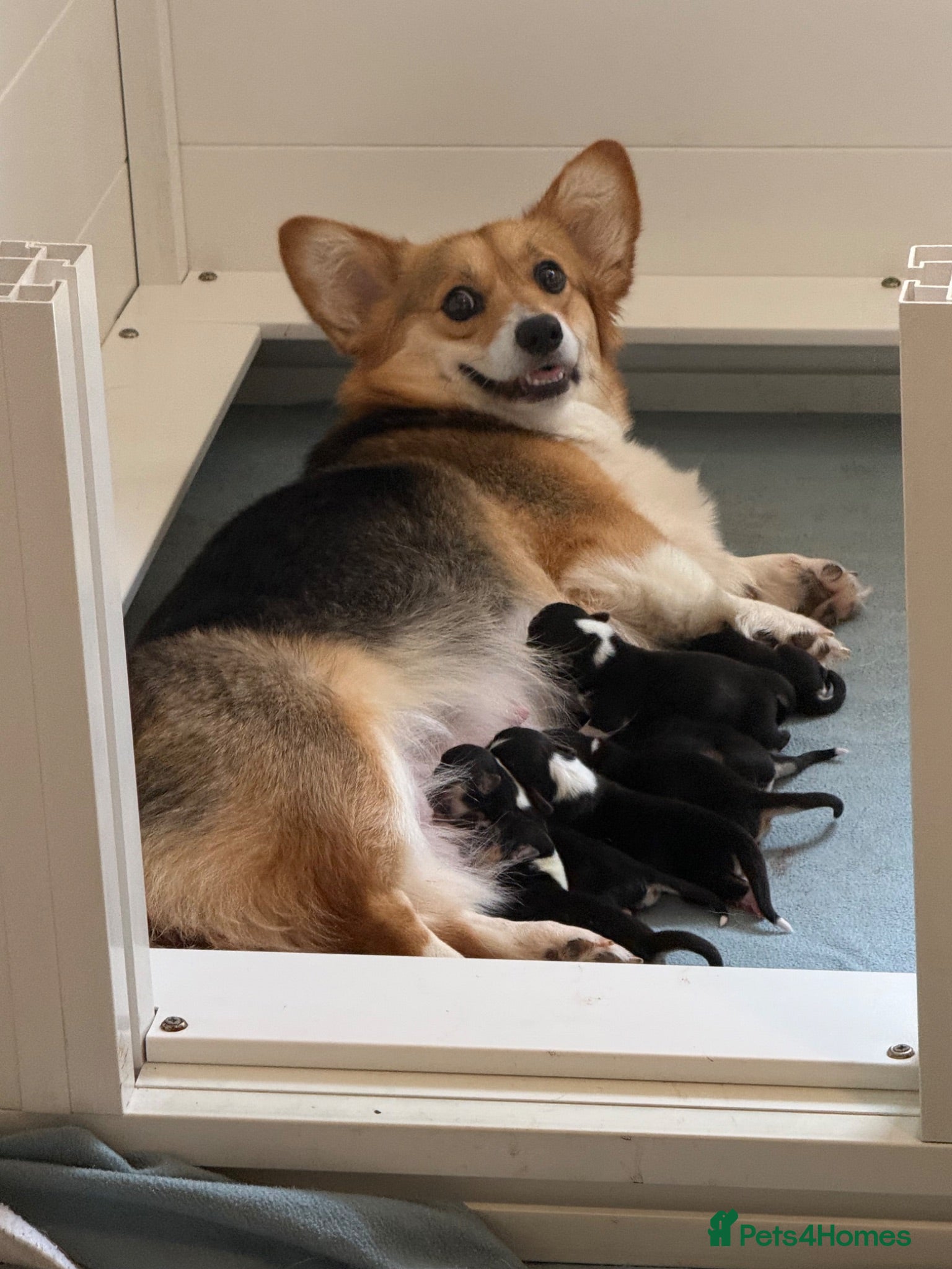 Welsh Corgi Pembroke dogs for sale: Champion sired girl looking for forever family - Advert 1