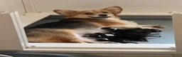 Welsh Corgi Pembroke dogs for sale: Champion sired girl looking for forever family - Advert 1