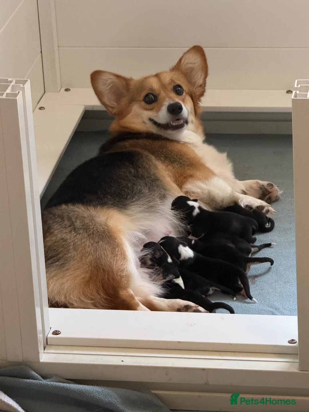 Welsh Corgi Pembroke dogs for sale: Champion sired girl looking for forever family - Advert 1
