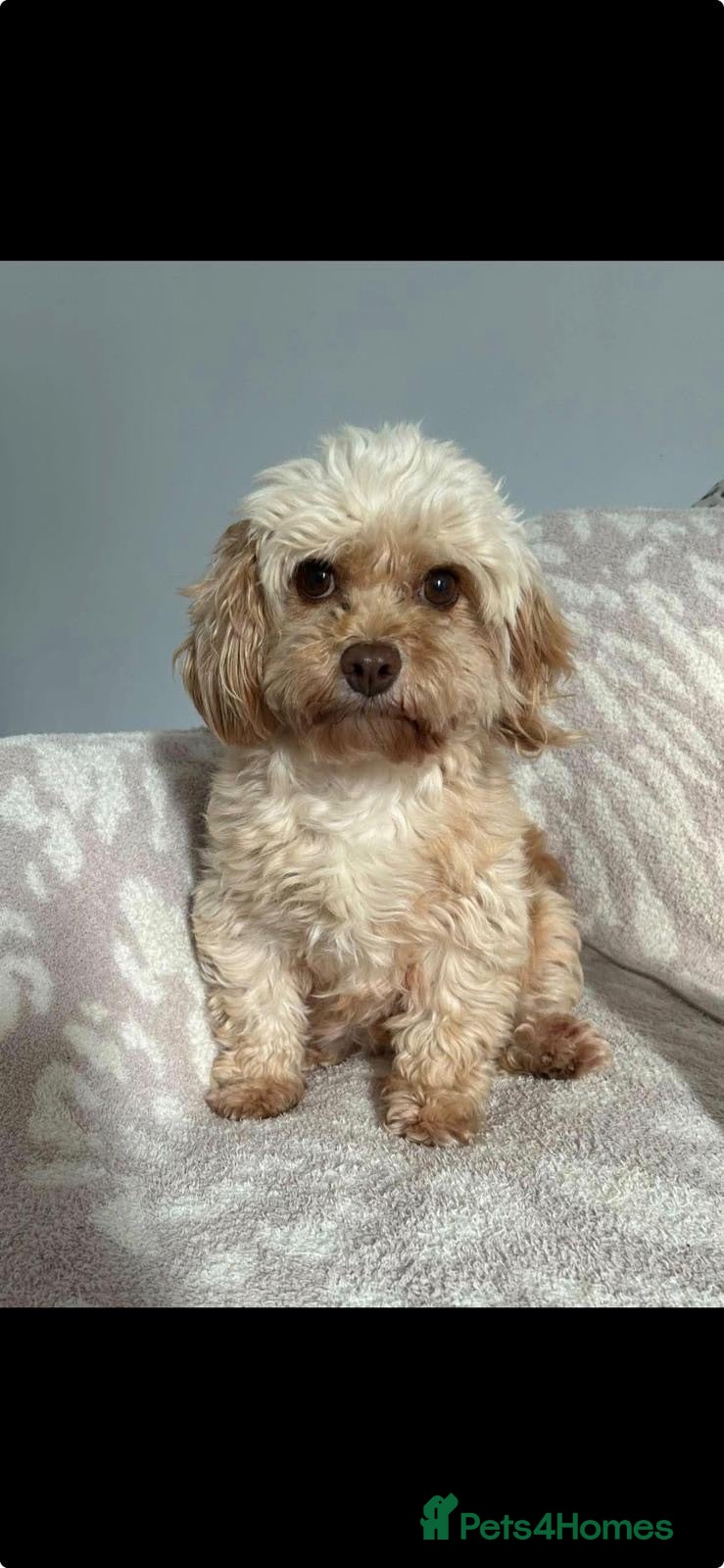 Cavapoo dogs Cavapoo puppies for sale 2 girls 2 boys - Advert 3