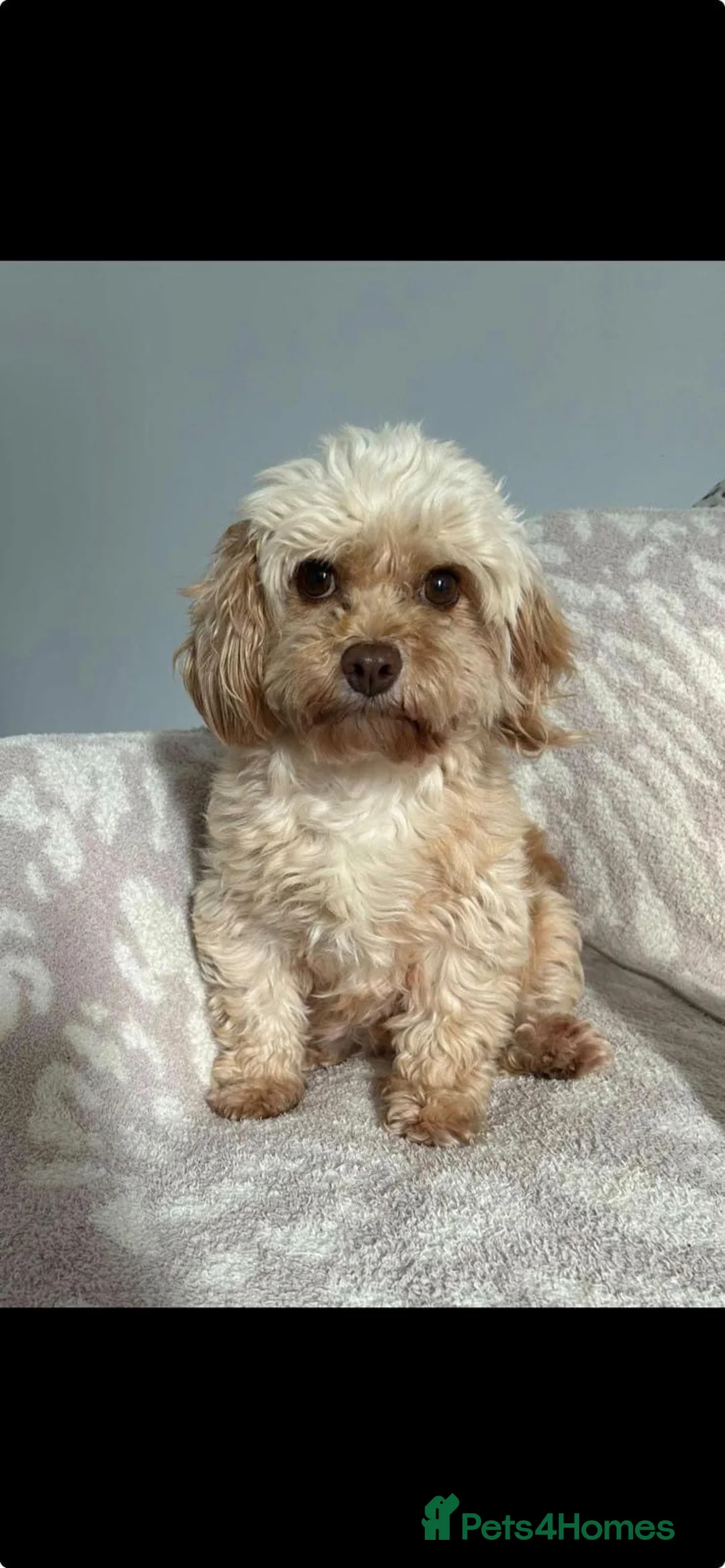 Cavapoo dogs for sale: Cavapoo puppies for sale 2 girls 2 boys in Carlisle - Advert 1
