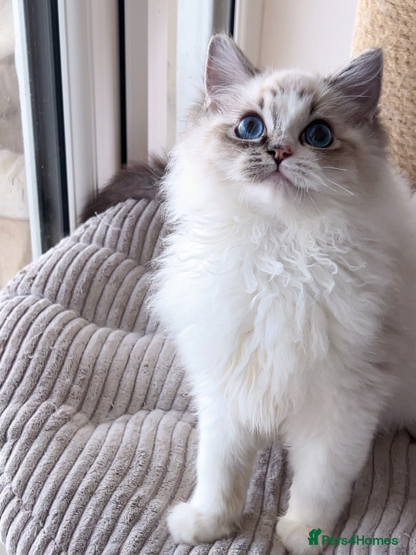 Ragdoll cats Last one Champion line gorgeous kittens - Advert 2