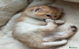 British Shorthair cats for sale: GCCF reg BSH & BLH Chocolate & Black Gold Kittens - Image 28