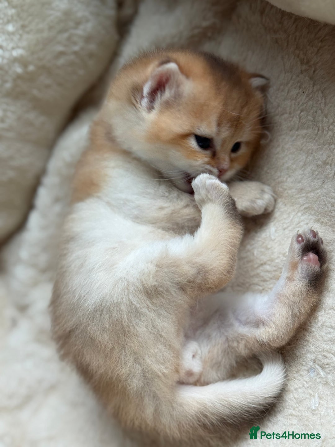 British Shorthair cats for sale: GCCF reg BSH & BLH Chocolate & Black Gold Kittens - Image 28