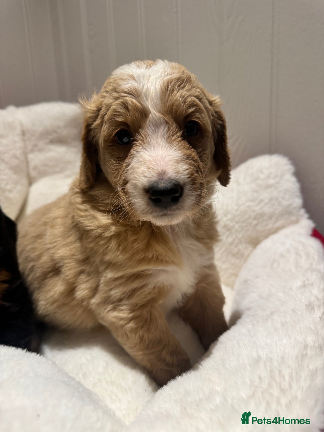 Mixed Breed dogs for sale: Golden Bernedoodles 🐶 - Advert 1