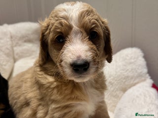 Mixed Breed dogs Golden Bernedoodles 🐶 - Advert 2