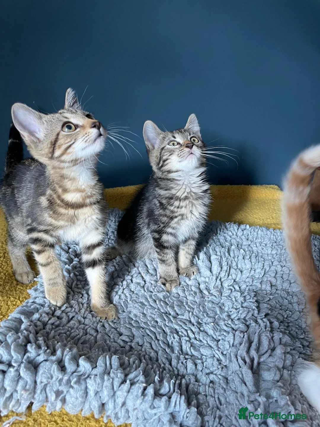 Domestic Shorthair cats for adoption: Ash & Etta, 4 month old kitten pair - Advert 2