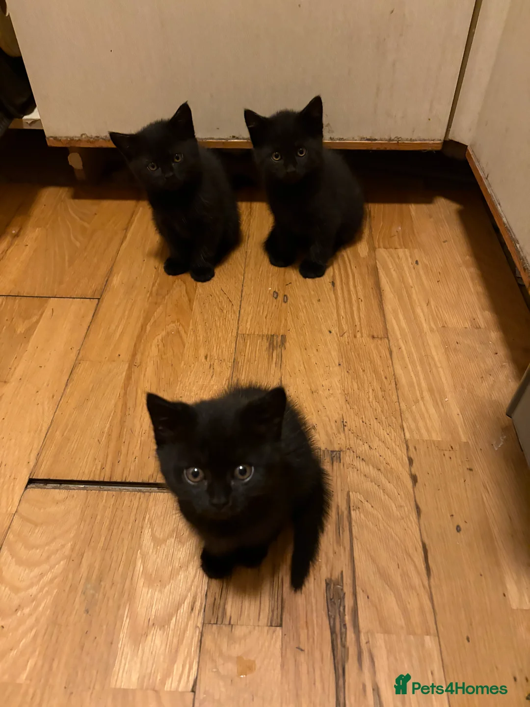 Mixed Breed cats for sale: Ready to go home, Vet-checked black ragdoll mix - Advert 14