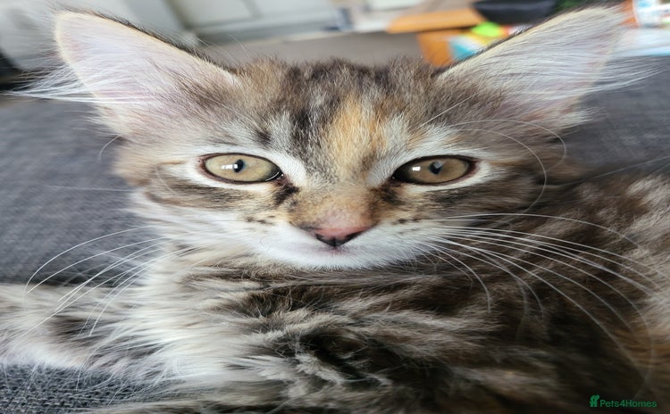 Mixed Breed cats - Advert 16