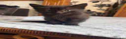 British Shorthair cats for sale: 5 beautiful calico kittens mix - Advert 8