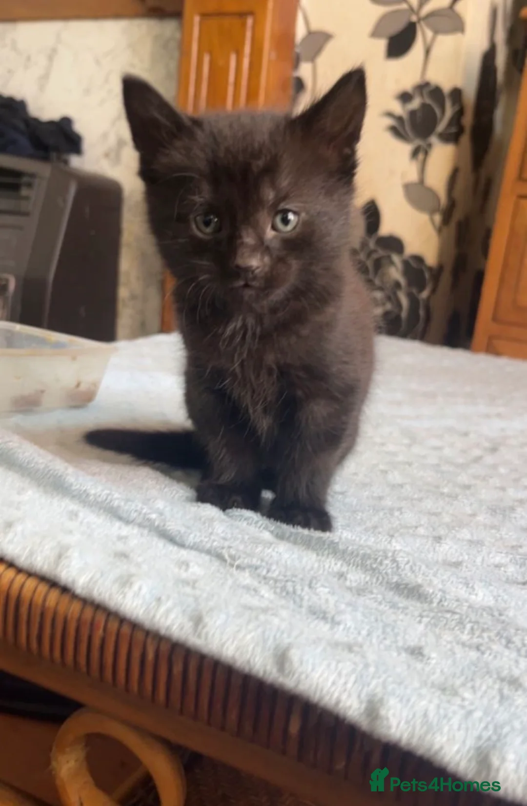 British Shorthair cats for sale: 5 beautiful calico kittens mix - Advert 8