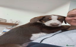 Mixed Breed dogs for sale: Mixed Breed Pup  - Image 5