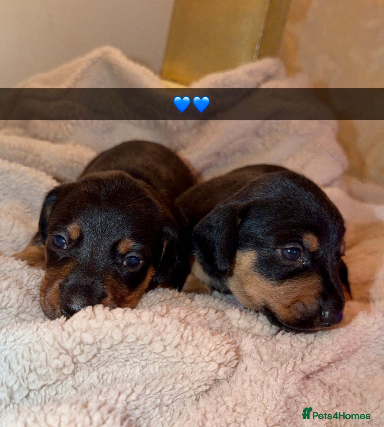 Dachshund dogs for sale: Dachshund  - Advert 20