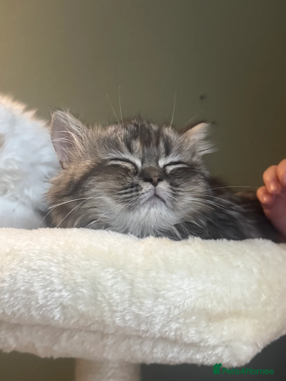 Persian cats for sale:  Gerald & Everest affectionate Kitten boys - Advert 8