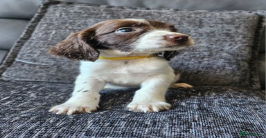 English Springer Spaniel dogs - Advert 6