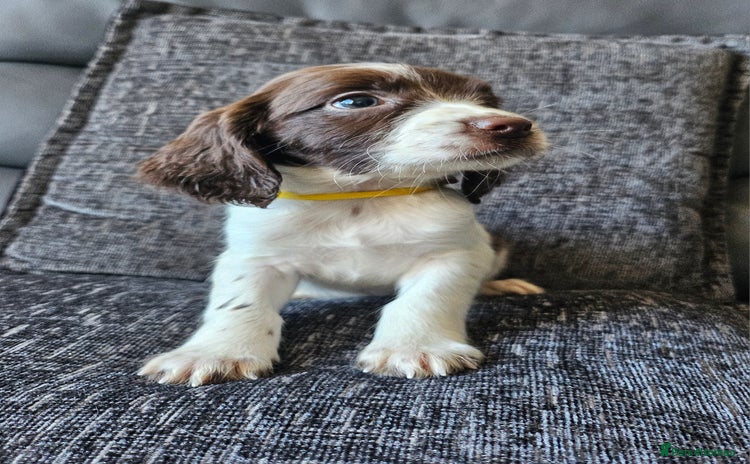 English Springer Spaniel dogs - Advert 3