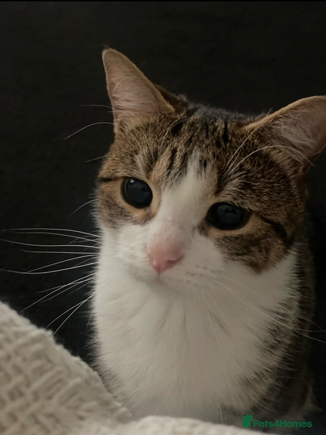 Domestic Shorthair cats for sale: Biscuit - Female Cat for Rehoming (4 years old)   - Advert 2
