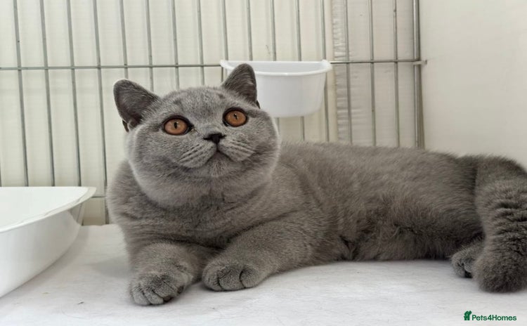 British Shorthair cats in Ferndale - Advert 2