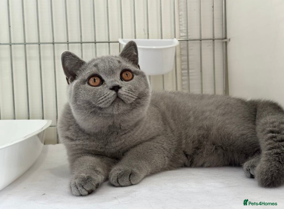 British Shorthair cats for sale: Female British shorthair 1 year old in Ferndale - Image 1
