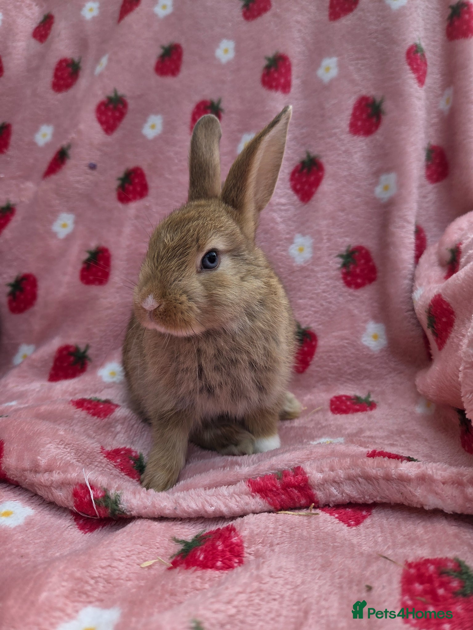 Mini Lop rabbits Very Tame 9wk & 8wk plush mini lop 1 boy 1 girl - Advert 2