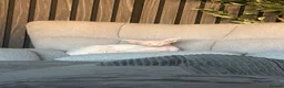 Sphynx cats for sale: Female Sphynx - Advert 4